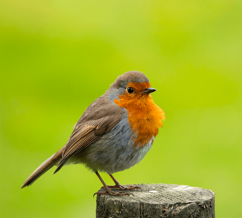 Ivel valley bird food